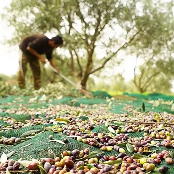 רשת רשת פלסטיק UV מטופלת בוגרת כיסוי רשת לקציר זיתים